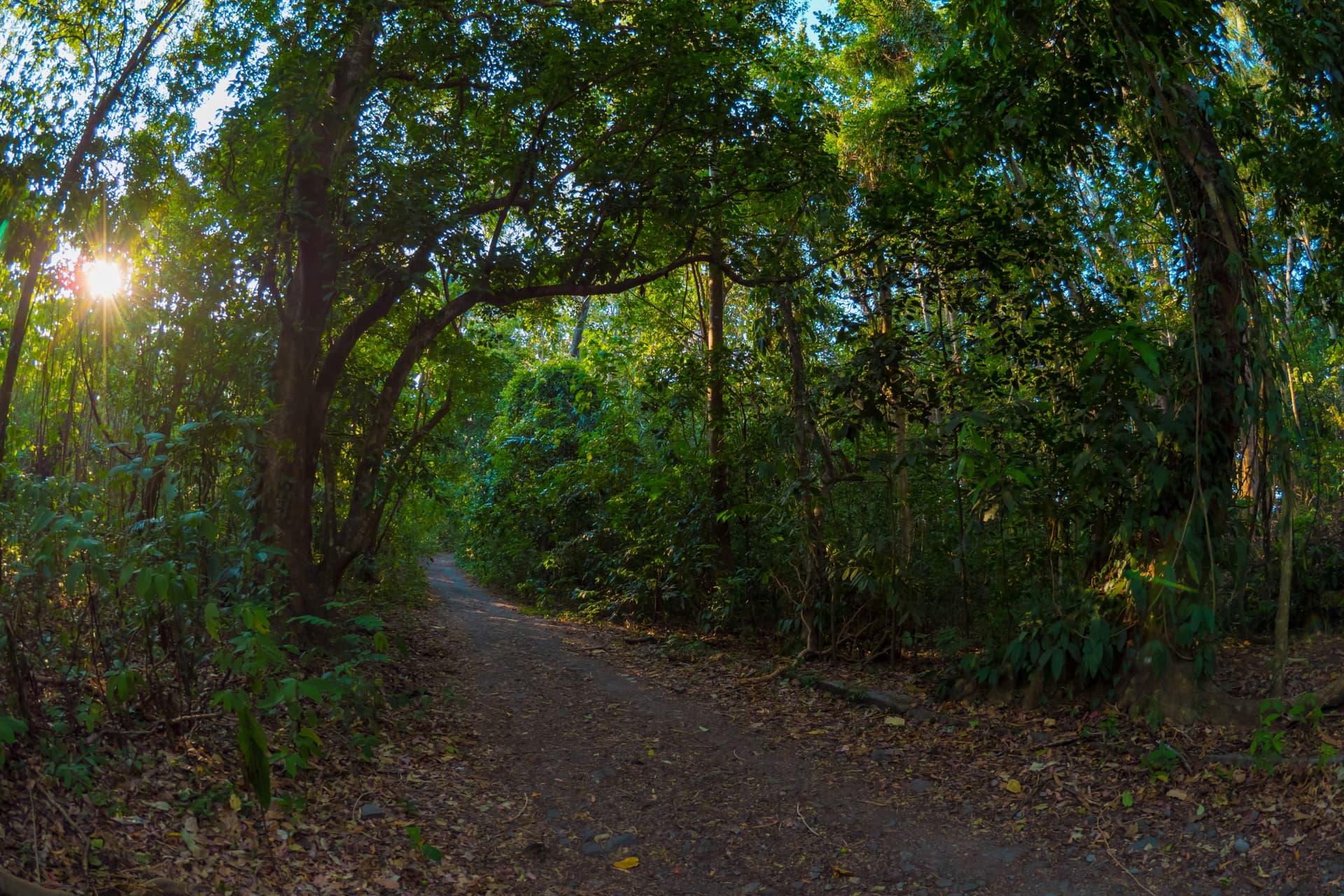 Das Naturschutzgebiet Tangkoko Batuangus