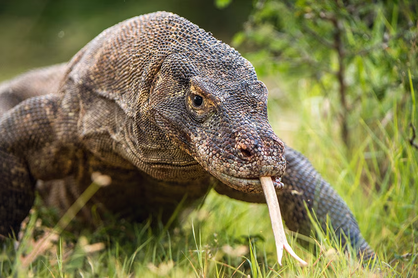 Java, Bali, Flores & Komodo: Vulkane, Riten & Drachen