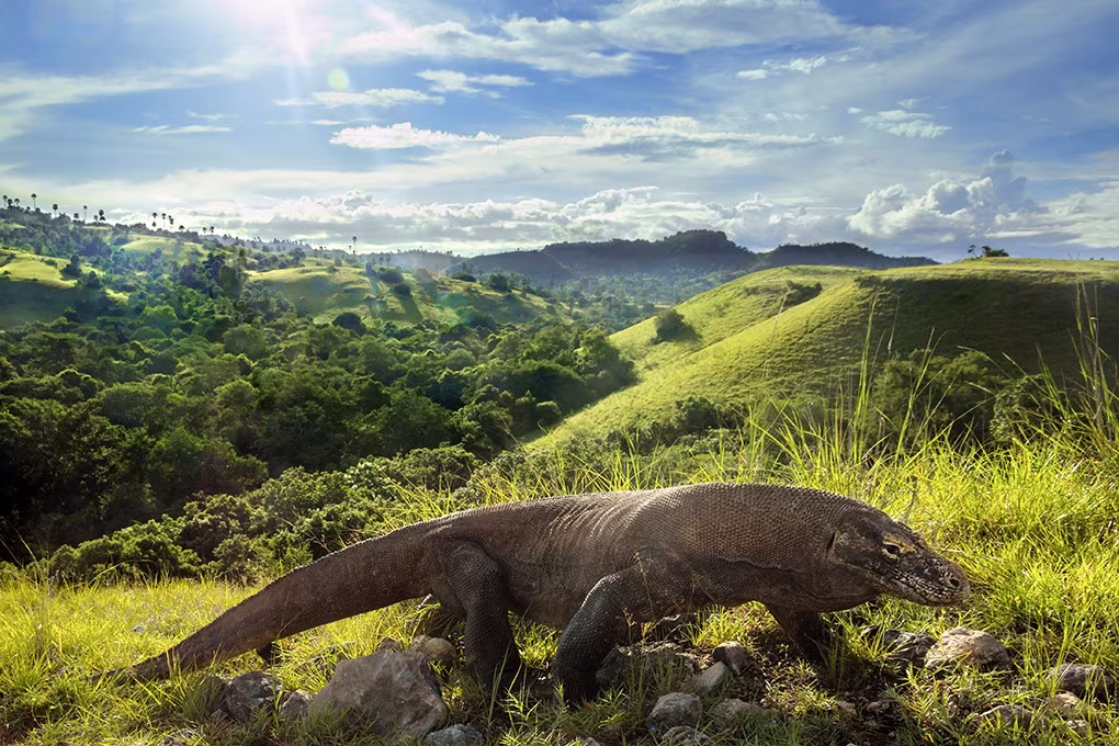 Sulawesi, Java, Bali, Flores & Komodo : Vulkane, Rituale & Drachen